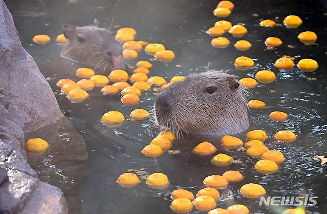 [용인=뉴시스] 김종택 기자 = 한파가 예보된 28일 오후 경기도 용인에버랜드에서 카피바라가 온천욕을 즐기고 있다. 2022.12.28. jtk@newsis.com