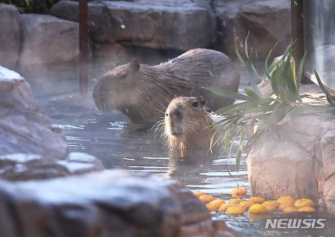 [용인=뉴시스] 김종택 기자 = 한파가 예보된 28일 오후 경기도 용인에버랜드에서 카피바라가 온천욕을 즐기고 있다. 2022.12.28. jtk@newsis.com