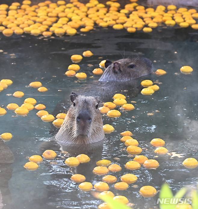 [용인=뉴시스] 김종택 기자 = 한파가 예보된 28일 오후 경기도 용인에버랜드에서 카피바라가 온천욕을 즐기고 있다. 2022.12.28. jtk@newsis.com