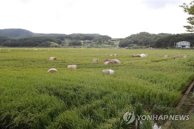 여기저기 흩어진 조사료 더미 [연합뉴스 자료사진]