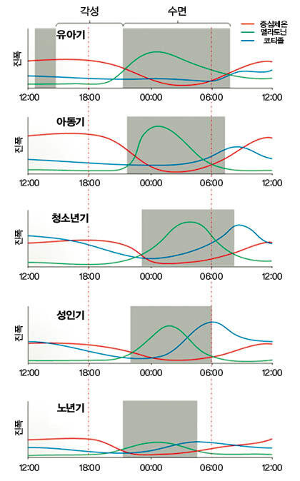 생애주기에 따른 멜라토닌 분비 행태. 초록색 선이 멜라토닌 분비 곡선이다. 청소년기 멜라토닌 분비 행태가 유년기에 비해 뒤로 밀려난 것이 보인다. ibric.org