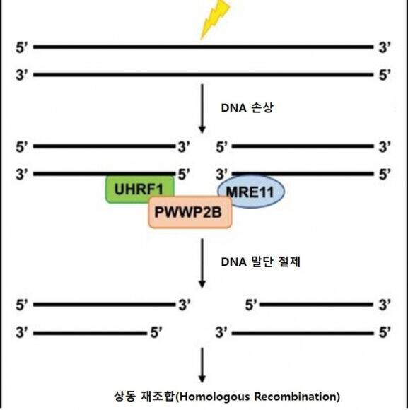 유전자 손상 복구 과정에서 PWWP2B 단백질의 역할 확인 실험 도식. [자료=한림대성심병원]