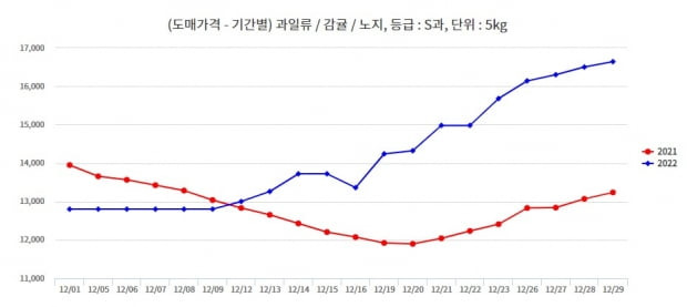 12월 중순부터 오른 감귤 도매 가격+(자료=KAMIS)