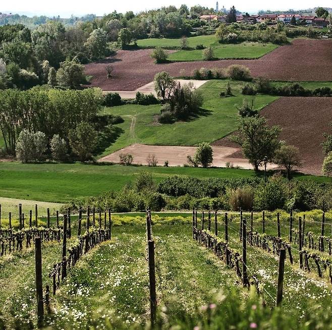 코코나토 전경.