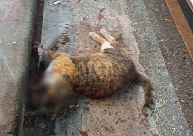 고양이 두부가 살해당했을 당시 모습./사진=동물권행동 카라