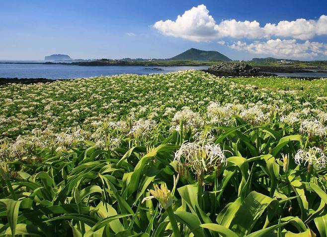여름에 만개하는 제주 토끼섬 문주란