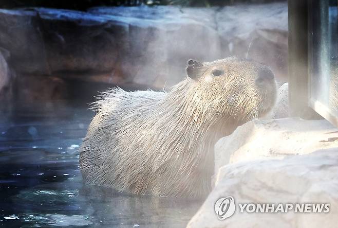 온천욕 즐기는 카피바라 (용인=연합뉴스) 홍기원 기자 = 한파가 이어지는 28일 오후 경기도 용인시 에버랜드에서 카피바라가 따뜻한 물속에 들어가 있다. 2022.12.28 xanadu@yna.co.kr