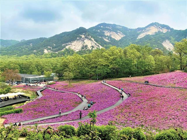 서울 노원구가 조성한 불암산 철쭉동산의 모습. 노원구 제공