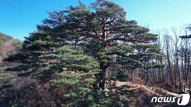 울진 소광리 대왕소나무