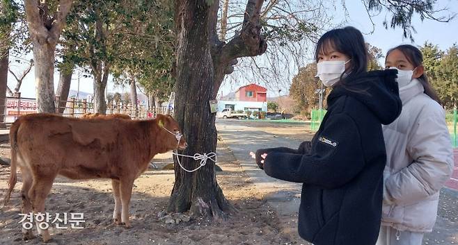 4일 전남 완도군 화흥초등학교에서 졸업을 앞둔 6학년 조다연양(왼쪽)과 박보아양이 지역 장학회 졸업선물인 송아지를 바라보고 있다.