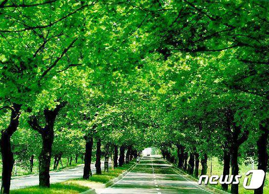 충북 청주시의 명소인 플라타너스 가로수길./뉴스1