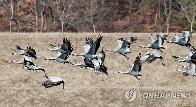 재두루미 수십 마리…의령 부자마을 월동 (의령=연합뉴스) 지난 4일 경남 의령군 정곡면 부자(富者) 마을에서 재두루미가 월동하고 있다. 이 마을은 삼성그룹 창업주 호암 이병철 회장 고향으로 부자마을로 불린다. 2023.1.5 [경남 의령군 제공. 재판매 및 DB 금지] image@yna.co.kr