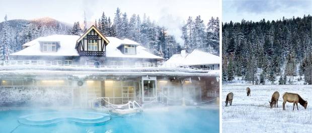 밴프 설퍼산 중턱의 어퍼 핫 스프링스 온천. 김이 모락모락 피어오르는 유황온천에 몸을 담근 채 로키산맥의 설경을 감상할 수 있다.(사진 왼쪽). 재스퍼에서 만난 엘크 무리. 청정 자연이 잘 보존된 로키산맥에서는 야생동물을 쉽게 만날 수 있다.(사진 오른쪽)