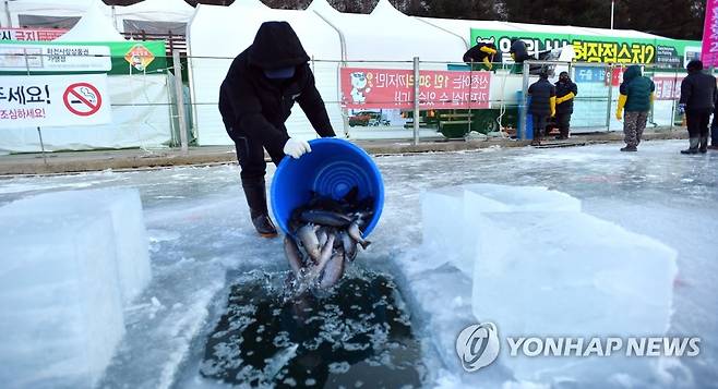 화천산천어축제장에 산천어 방류 [화천군 제공. 재판매 및 DB 금지]