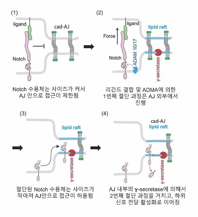 노치(Notch) 신호 활성화의 분자적 기전.[IBS 제공]