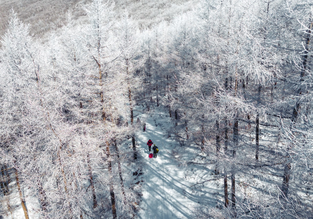 겨울산의 묘미는 눈꽃이다. 하얗게 피어난 ‘설화(雪花) 터널’을 지나면 영화 ‘겨울왕국’처럼 환상의 세계로 빠져드는 느낌이다. 사진은 만항재 운탄고도.