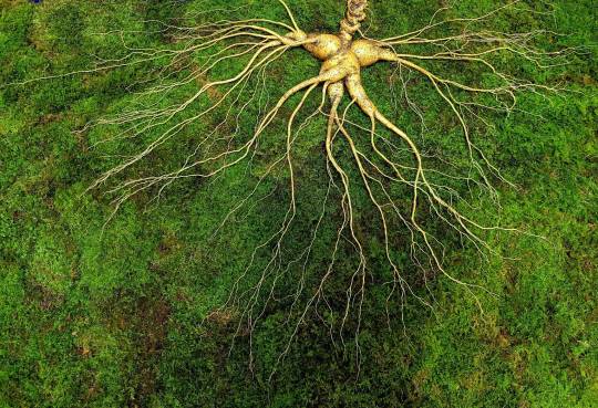 한국전통심마니협회가 10일 보도자료를 통해 공개한 희귀산삼의 모습. 이 산삼은 지난해 11월 전남 순천시와 화순군 경계의 산지에서 한 등산객이 발견한 것으로 알려졌으며 추정가는 6억8000만 원에 달했다. 한국전통심마니협회 제공