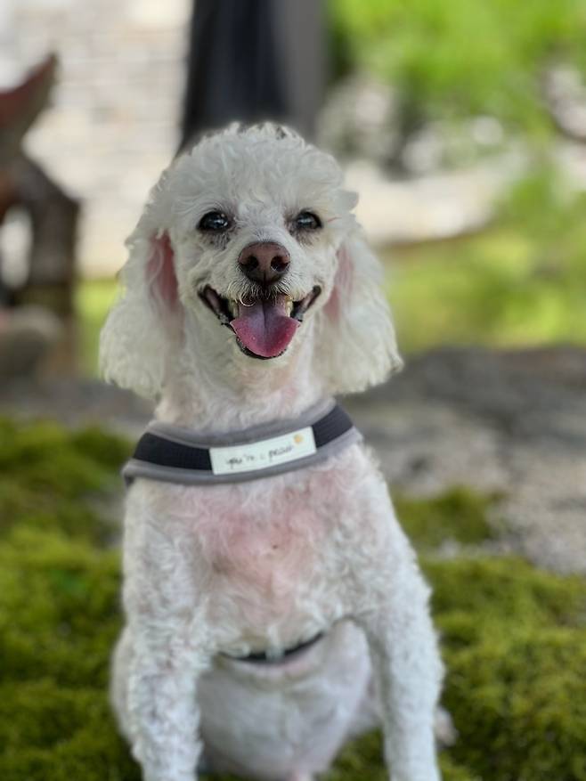 병원에 입원하기 약 3개월 전 촬영한 백구의 모습을 보면 털이 조금 빠지기 시작했지만 여전히 건강하고 활기차 보인다. 김수열씨 제공
