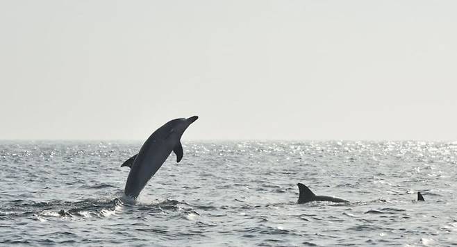 제주도에 서식하는 남방큰돌고래/사진=연합뉴스