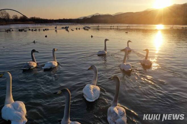 해질 무렵 겨울 햇살에 보석처럼 빛나는 호수 위로 큰고니 가족이 여유롭게 유영하고 있다.