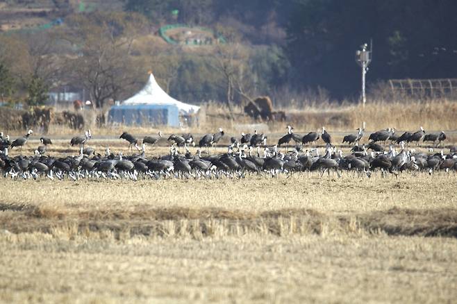 낙곡 먹는 흑두루미 (순천=연합뉴스) 홍준석 기자 = 지난 11일 전남 순천시에 있는 순천만 대대뜰에서 흑두루미 무리가 낙곡을 먹고 있다. 2023.1.15 honk0216@yna.co.kr