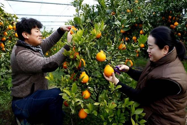 설 명절 출하를 앞두고 수확이 한창이다. [사진제공=진도군]