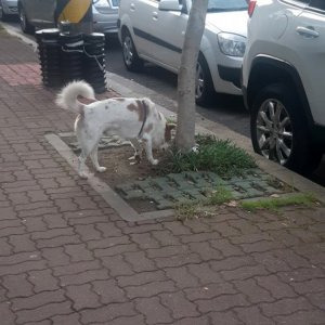 실외사육견인 마당개가 길거리를 배회하고 있다. [사진= 제주동물보호센터]