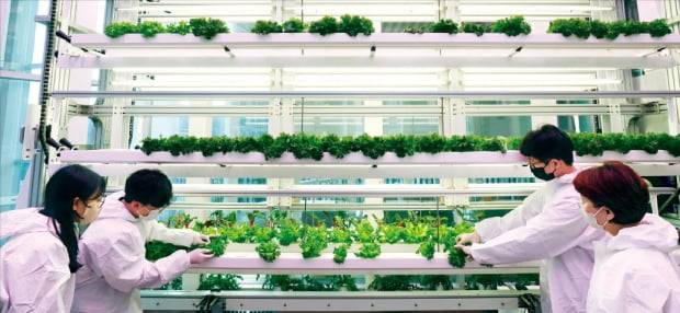 서울 서초동의 대동 서울사무소 스마트팜 직원들이 수직형 식물재배기의 작물 생육 상태를 관찰하고 있다.  임대철 기자