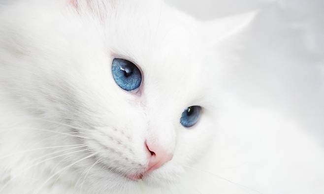🐈흰 고양이, 전 세계 고양이의 5% 밖에 안 된다? | 비마이펫
