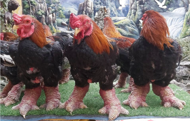 두꺼운 다리와 큰 발이 특징인 희귀 품종의 동타오 닭