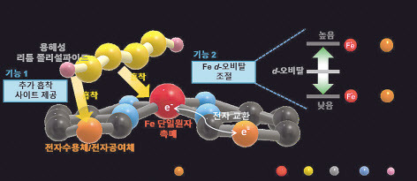 철 원자 주변에 전자공여체와 전자수용체 도입을 통한 전자교환 현상 유도 전략 모식도. [KAIST 제공]