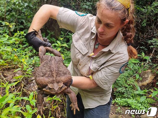 호주 퀸들랜드주 콘웨이 국립공원에서 포획된 사탕수수 두꺼비. (퀸즐랜드주 환경과학국 제공) ⓒ AFP=뉴스1 ⓒ News1 김성식 기자