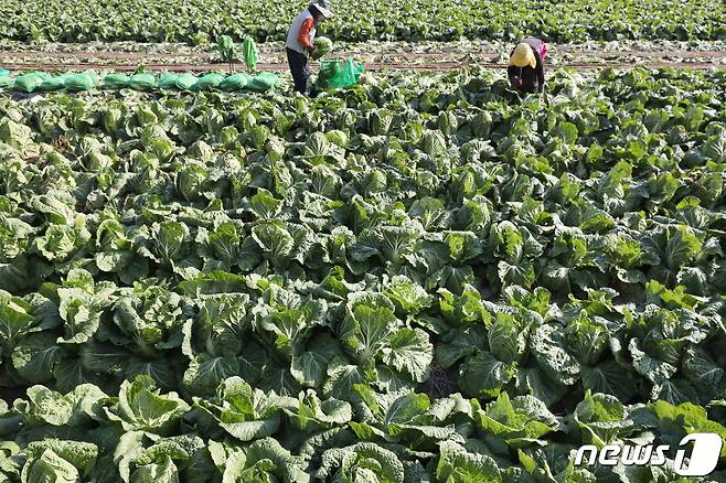 경북 영양군 일월산 자락 한 배추밭에서 김모씨(64) 부부가 공판장에 출하할 배추를 수확하고 있다. (자료사진) 2022.11.7/뉴스1 ⓒ News1 공정식 기자