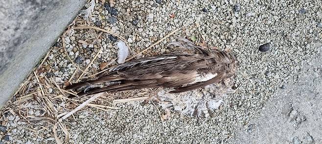 경기 연천 신서면 도신대교 인근 방음벽에 충돌한 뒤 폐사한 것으로 추정되는 조류의 깃털. 한국물새네트워크 제공.