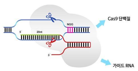 크리스퍼 유전자 가위 모식도. 자르고 싶은 DNA 염기서열에 붙는 RNA와 DNA를 자를 수 있는 효소 캐스나인(Cas9)이 정확도를 높였다. /툴젠