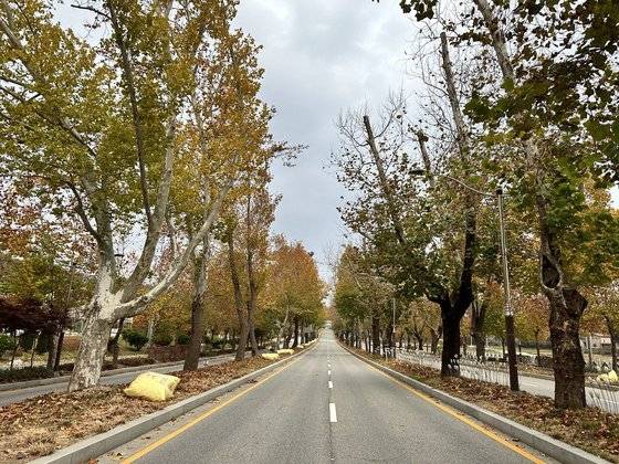 청주의 명소인 ‘플라타너스 가로수길’은 1990년대 도로확장공사로 훼손될 뻔했으나 시민들의 구명운동으로 남겨졌다.