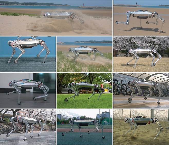 카이스트(KAIST) 황보제민 교수팀이 개발한 사족 로봇이 다양한 지형에서 작동하고 있다. 이 로봇은 발이 빠지는 모래 사장에서도 상당히 빠른 속도로 뛸 수 있도록 고안됐다. 카이스트 제공