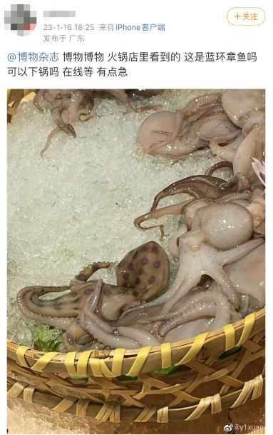 어느 해산물 식당에 방문해 독성 낙지를 먹을 뻔한 남성이 올린 사진. 웨이보 갈무리