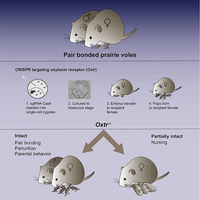 옥시토신 수용체 유전자 차단 실험.  초원들쥐는 암수가 평생 같이 살며 새끼를 낳아 키운다(윗줄). 연구진은 먼저 들쥐 수정란에서 옥시토신과 결합하는 수용체 단백질을 만드는 유전자를 잘라냈다(1). 이 수정란을 배반포 단계까지 배양하고(2), 대리모에 이식해 새끼가 태어났다(3, 4). 옥시토신 수용체가 없는 들쥐도 정상적으로 짝짓기하고 새끼를 낳아 젖을 먹이며 암수가 같이 부양했다(아랫줄)./Neuron