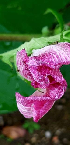 2019년 7월24일 서울 서대문구 농업박물관. 목화꽃은 하얀색 분홍색에서 적색으로 바뀐다.