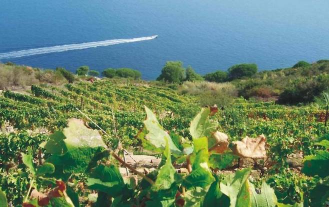 질리오섬 포도밭