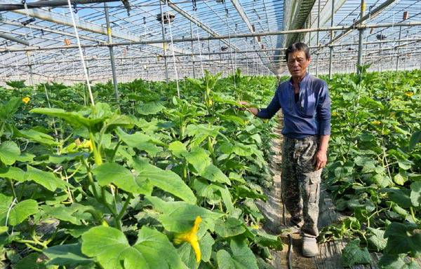 진주시 정촌면 허호구 씨가 시설하우스에서 고유가와 비룟값이 너무 울라 농사 짓기가 힘들다고 말하고 있다.  김인수 기자