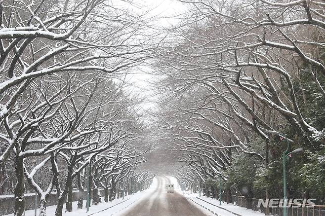 [제주=뉴시스] 양영전 기자 = 제주에 이틀간 많은 눈이 내린 가운데 지난 28일 오후 제주시 아라동 제주대학교 입구의 벚나무 가지 위로 하얀 눈이 쌓여 있다. 2023.01.28. 0jeoni@newsis.com