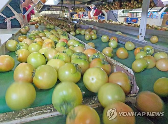 탐스러운 토마토 출하 한창 [연합뉴스 자료사진]