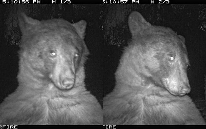 미국 콜로라도주 볼더의 볼더산간녹지공원의 야생동물 관찰 카메라에 포착된 흑곰 모습. 사진=볼더산간녹지공원 트위터