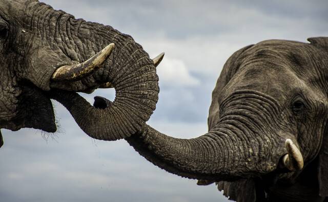 어른 수컷 아프리카코끼리가 자기보다 서열이 높은 수컷의 입에 코를 갖다 대며 인사하고 있다. 특별히 서열이 높은 수컷 코끼리에게는 코끼리들이 줄지어 인사할 때도 있다. 사람이 종교 지도자나 마피아 두목의 반지에 입맞춤하는 의례와 비슷하다. ⓒ Caitlin O’Connell & Timothy Rodwell, 현대지성 제공