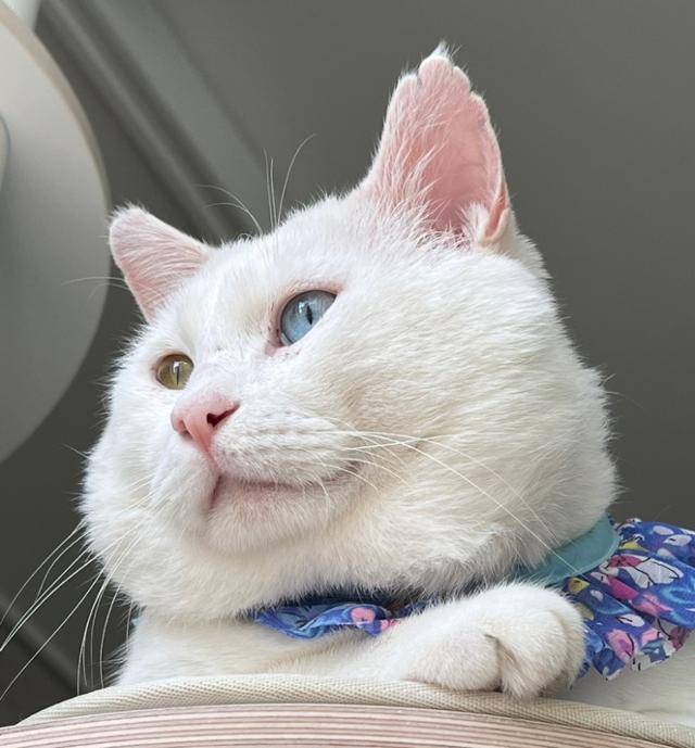 찐빵이는 행복하다냥!