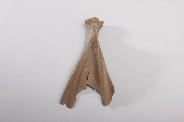 부산 고촌리 생활유적에서 출토된 복골.   부산박물관 제공