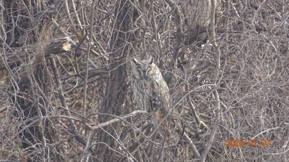 2023. 1. 경기 안산의 한 나무에서 자고 있는 칡부엉이.
