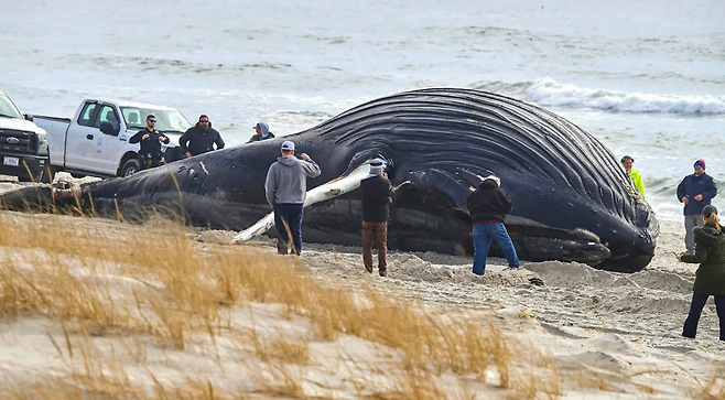 30일 오전 6시 30분경(현지시간) 미국 롱아일랜드 중서부 헴스테드에 있는 해변 공원에 거대한 혹등고래 사체가 발견됐다 로이터 연합뉴스